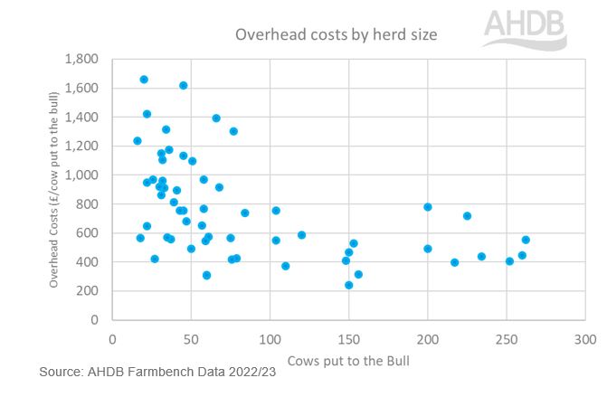 graph showing overhead costs by herd size